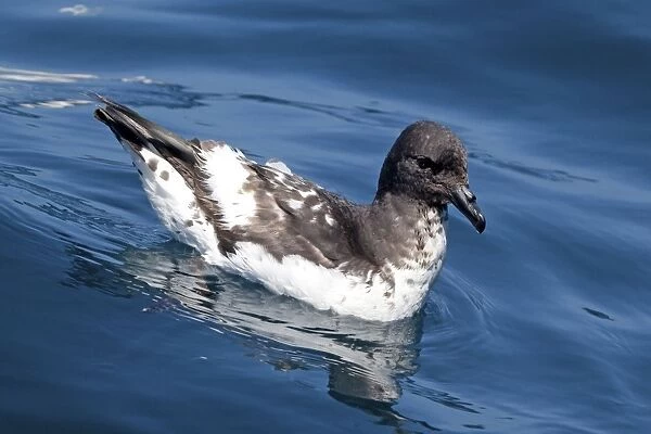 Cape Petrel - on the water - offshore from Kaikoura, South Island, New Zealand