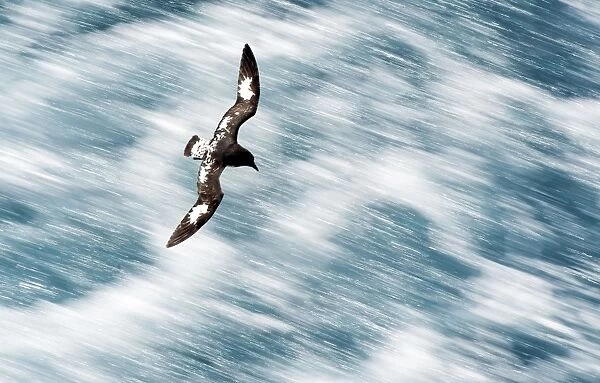 Cape Petrels  /  Cape Pigeons  /  Pintado in flight