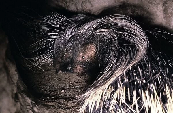 Cape Porcupine - in burrow - Botswana Africa