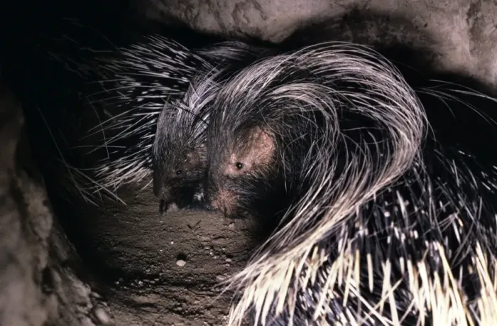 Framed Print : Cape Porcupine - in burrow - Botswana Africa Framed Print : Cape Porcupine - in burrow - Botswana Africa