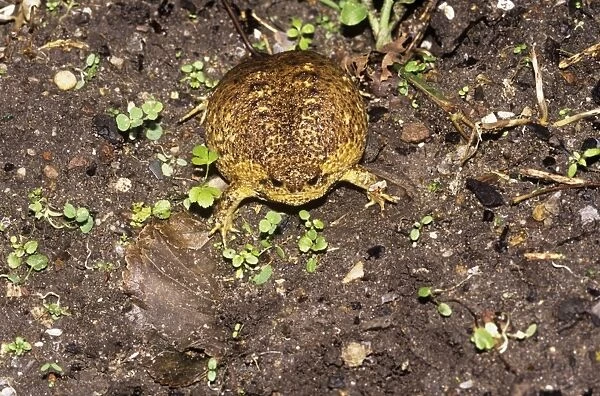 Cape Rain Frog - inflated to avoid predator