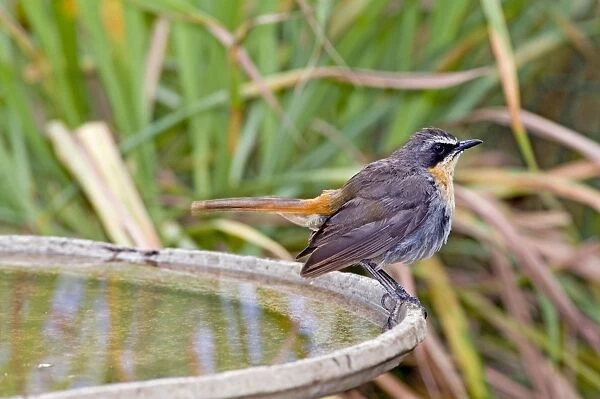 Cape Robin-Chat - at birdbath - southern Africa, less extensively to thee north in eastern Africa. Grahamstown, Eastern Cape, South Africa