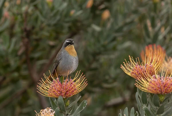 Cape robin-chat, Cossypha caffra, on pincushion, Cape Town. Date: 15-Apr-19