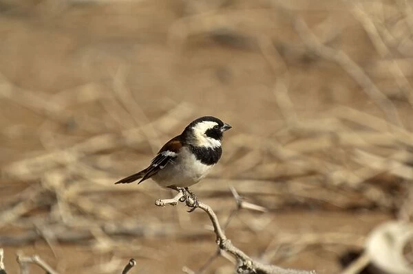 Cape sparrow - male sitting on twig - Sossusvlei - Namibia