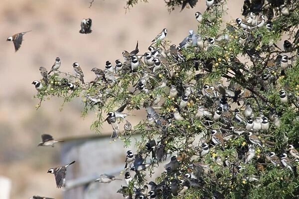 Cape Sparrows - Congregating on tree branches prior to flying down to waterhole. Feeds on seeds, small fruits, buds and insects. Near endemic, inhabiting grassland, grain fields and human habitation