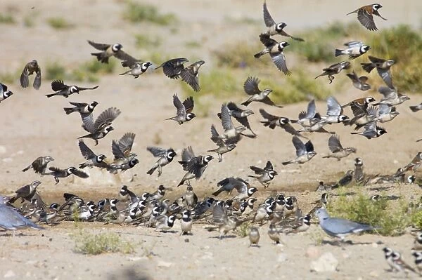 Cape Sparrows - Flock flying up in unison from waterhole. Feeds on seeds, small fruits, buds and insects. Near endemic, inhabiting grassland, grain fields and human habitation. Kgalagadi Transfrontier Park, Northern Cape, South Africa