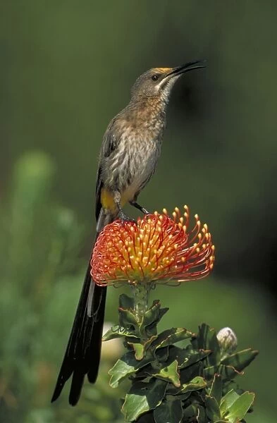 Cape Sugarbird - Male on Pincushion (Laucospermum spp. ) - South Africa
