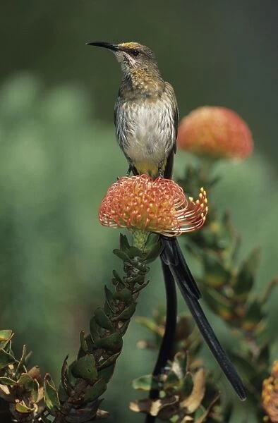 Cape Sugarbird - Male on Pincushion Flower (Laucospermum spp. ) - South Africa