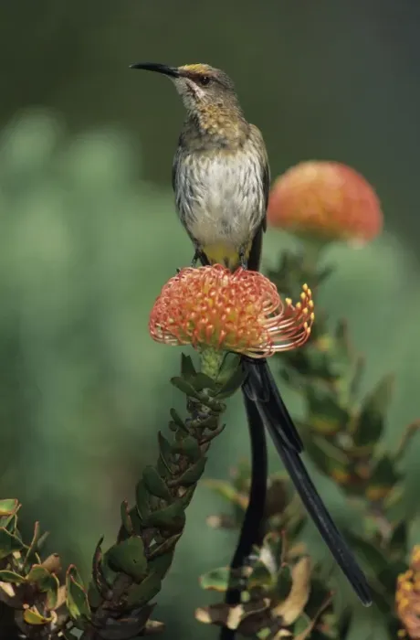 Framed Print : Cape Sugarbird - Male on Pincushion Flower (Laucospermum spp. ) - South Africa Framed Print : Cape Sugarbird - Male on Pincushion Flower (Laucospermum spp. ) - South Africa