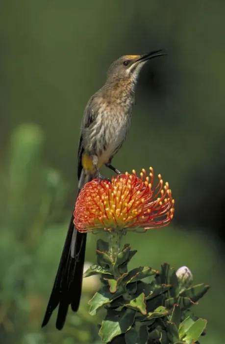 Framed Print : Cape Sugarbird - Male on Pincushion (Laucospermum spp. ) - South Africa Framed Print : Cape Sugarbird - Male on Pincushion (Laucospermum spp. ) - South Africa