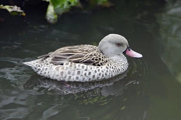 Cape Teal - swimming on lake, Lower Saxony, Germany
