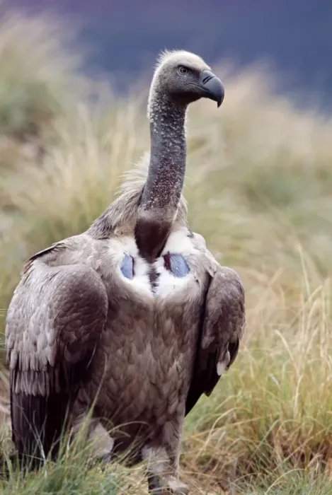 Framed Print : Cape Vulture CAN 1723 South Africa Gyps coprotheres © John Cancalosi / ARDEA LONDON Framed Print : Cape Vulture CAN 1723 South Africa Gyps coprotheres © John Cancalosi / ARDEA LONDON