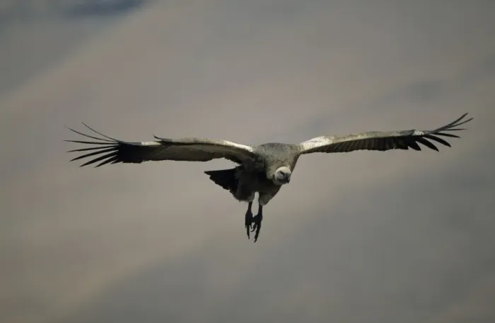 Framed Print : Cape Vulture - In flight - South Africa - IUCN Vulnerable -Centered on Lesotho and South Africa - Live in open grassland- karooid vegetation and in the proximity of mountains for orographic lift and cliffs for roosting Framed Print : Cape Vulture - In flight - South Africa - IUCN Vulnerable -Centered on Lesotho and South Africa - Live in open grassland- karooid vegetation and in the proximity of mountains for orographic lift and cliffs for roosting