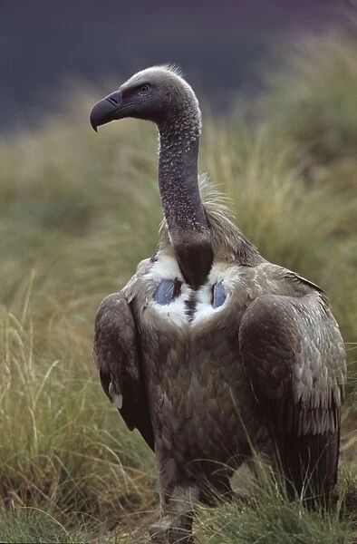 Cape Vulture - On ground - South Africa - IUCN Vulnerable -Centered on Lesotho and South Africa - Live in open grassland- karooid vegetation and in the proximity of mountains for orographic lift and cliffs for roosting