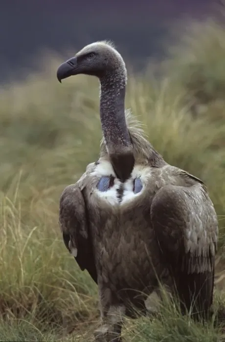 Framed Print : Cape Vulture - On ground - South Africa - IUCN Vulnerable -Centered on Lesotho and South Africa - Live in open grassland- karooid vegetation and in the proximity of mountains for orographic lift and cliffs for roosting Framed Print : Cape Vulture - On ground - South Africa - IUCN Vulnerable -Centered on Lesotho and South Africa - Live in open grassland- karooid vegetation and in the proximity of mountains for orographic lift and cliffs for roosting