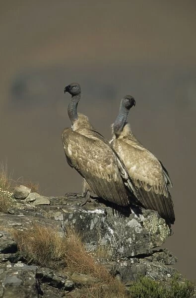 Cape Vulture - Two perched on rock - South Africa - IUCN Vulnerable -Centered on Lesotho and South Africa - Live in open grassland- karooid vegetation and in the proximity of mountains for orographic lift and cliffs for roosting