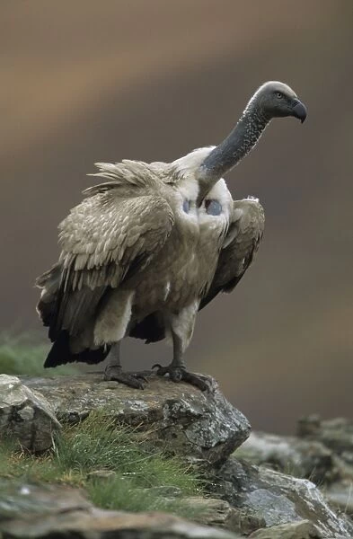 Cape Vulture - Perched on rock, South Africa - IUCN Vulnerable -Centered on Lesotho and South Africa - Live in open grassland- karooid vegetation and in the proximity of mountains for orographic lift and cliffs for roosting