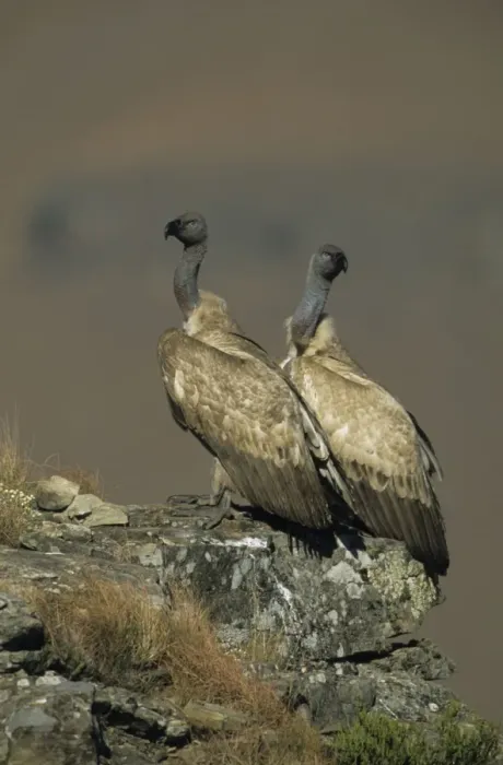 Framed Print : Cape Vulture - Two perched on rock - South Africa - IUCN Vulnerable -Centered on Lesotho and South Africa - Live in open grassland- karooid vegetation and in the proximity of mountains for orographic lift and cliffs for roosting Framed Print : Cape Vulture - Two perched on rock - South Africa - IUCN Vulnerable -Centered on Lesotho and South Africa - Live in open grassland- karooid vegetation and in the proximity of mountains for orographic lift and cliffs for roosting