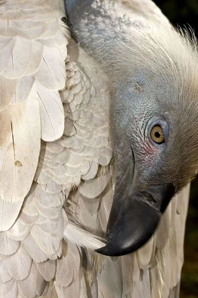 Cape Vulture - Preening its feathers, central Namibia, Africa