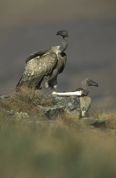 Cape Vulture - With skeleton bone. South Africa - IUCN Vulnerable -Centered on Lesotho and South Africa - Live in open grassland- karooid vegetation and in the proximity of mountains for orographic lift and cliffs for roosting