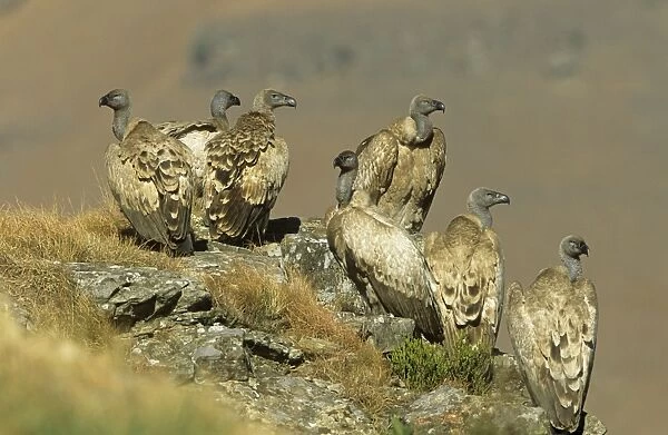 Cape Vulture South Africa