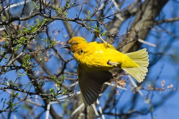 Cape Weaver displaying on branch. Mountain Zebra National Park, Eastern Cape, South Africa. Endemic to South Africa