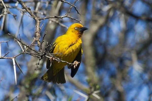Cape Weaver. Mountain Zebra National Park, Eastern Cape, South Africa. Endemic to South Africa