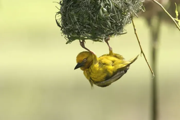Framed Print : Cape Weaver - nest building Cape province. South africa Framed Print : Cape Weaver - nest building Cape province. South africa