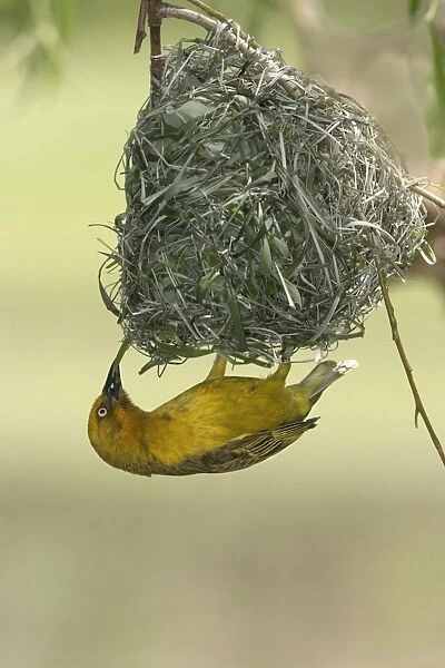 Cape Weaver - nest building Cape province. South africa