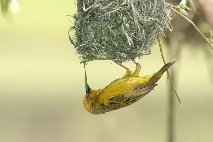 Framed Print : Cape Weaver - nest building. Upside down, constructing nest Cape province. South africa Framed Print : Cape Weaver - nest building. Upside down, constructing nest Cape province. South africa