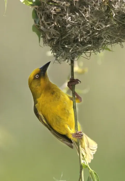 Framed Print : Cape Weaver - By nest Cape province. South africa Framed Print : Cape Weaver - By nest Cape province. South africa