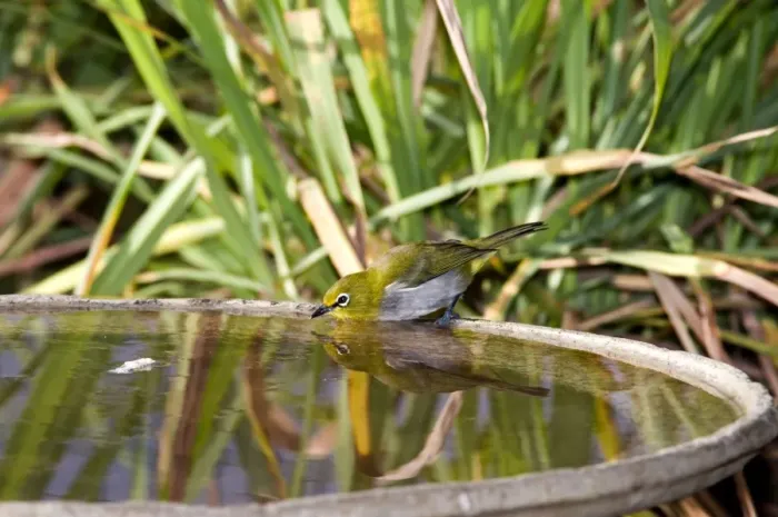 Framed Print : Cape White-eye - drinking at birdbath - throughout the eastern and southern half of South Africa. Grahamstown, Eastern Cape, South Africa Framed Print : Cape White-eye - drinking at birdbath - throughout the eastern and southern half of South Africa. Grahamstown, Eastern Cape, South Africa