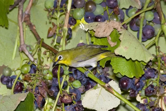 Framed Print : Cape White-eye visiting fruiting grape vine. Inhabits forests, savanna, woodland, exotic plantations and suburban gardens. Endemic to southern Africa. Grahamstown, Eastern Cape, South Africa