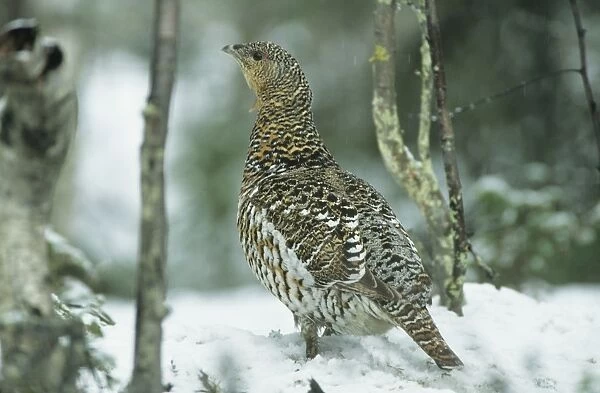 Capercaille - Female in Snow Finland BI006847