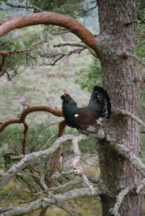 Framed Print : Capercaillie Framed Print : Capercaillie