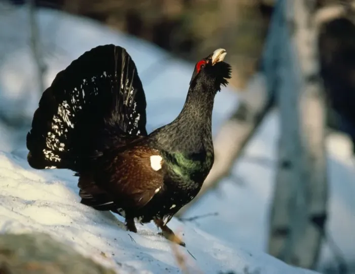 Framed Print : Capercaillie - calling Framed Print : Capercaillie - calling