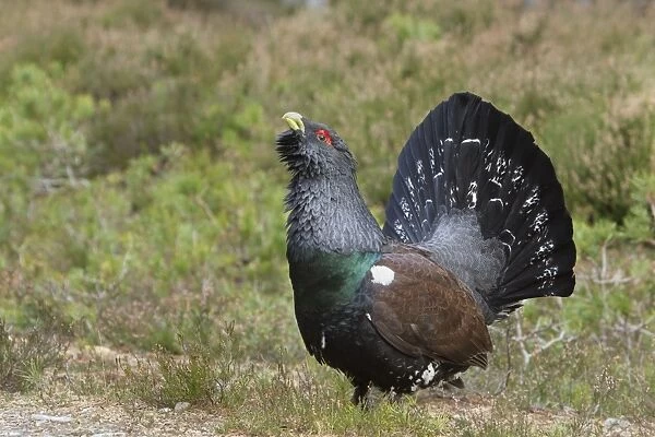 Capercaillie - displaying and defending territory - Male - February - Scotland