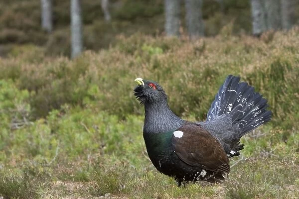 Capercaillie - displaying and defending territory - Male - February - Scotland