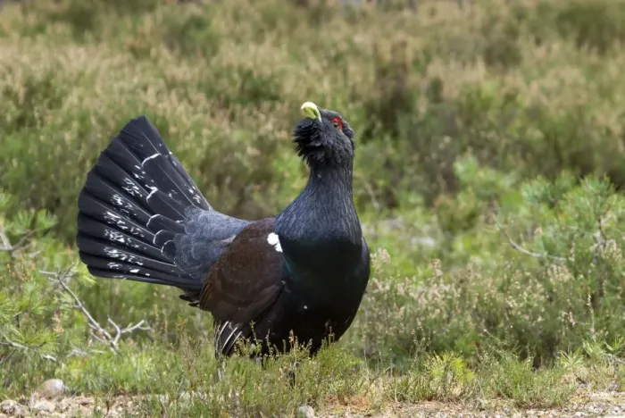 Framed Print : Capercaillie - displaying and defending territory - Male - February - Scotland Framed Print : Capercaillie - displaying and defending territory - Male - February - Scotland