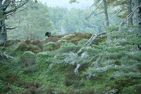 Capercaillie Displaying early morning in old Caledonian pine forest. Scotland UK