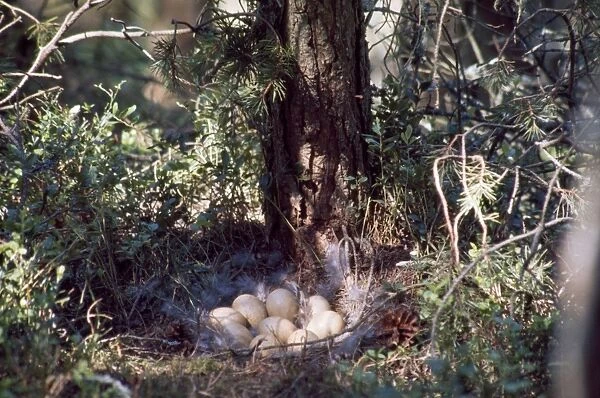 Capercaillie - eggs in nest