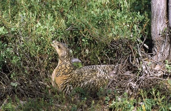 Capercaillie - female at nest