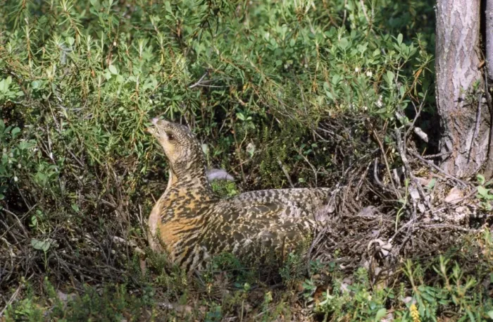 Framed Print : Capercaillie - female at nest Framed Print : Capercaillie - female at nest