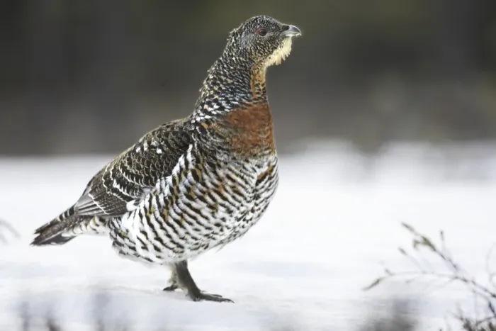Framed Print : Capercaillie - female in snow. Kuhmo - Finland Framed Print : Capercaillie - female in snow. Kuhmo - Finland