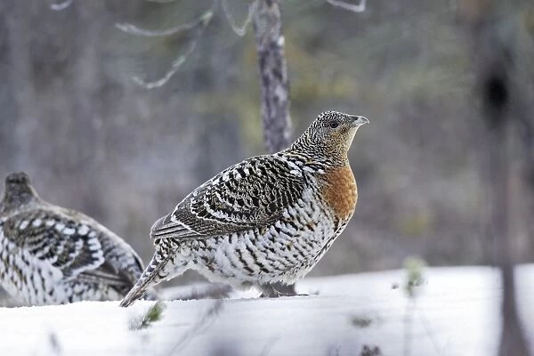 Capercaillie - female in snow. Kuhmo - Finland