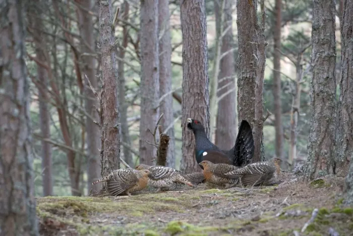 Framed Print : Capercaillie & Hens Displaying On Lek in old Caledonian pine forest. Scotland UK Framed Print : Capercaillie & Hens Displaying On Lek in old Caledonian pine forest. Scotland UK