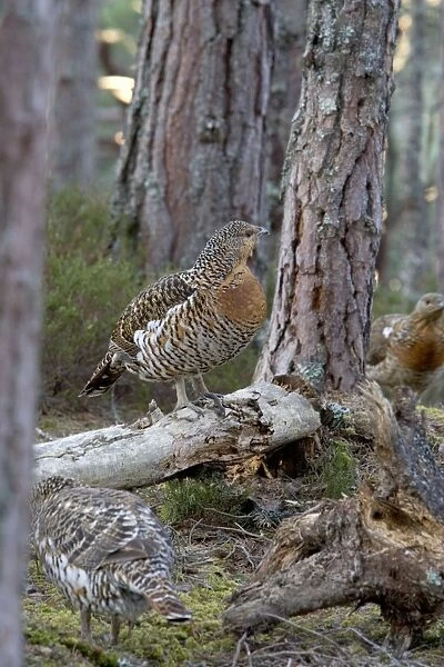 Capercaillie Hens in old Caledonian pine Forest, Scotland UK