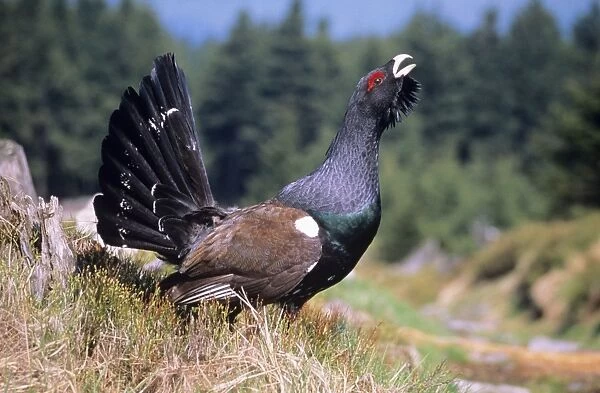 Capercaillie - male displaying