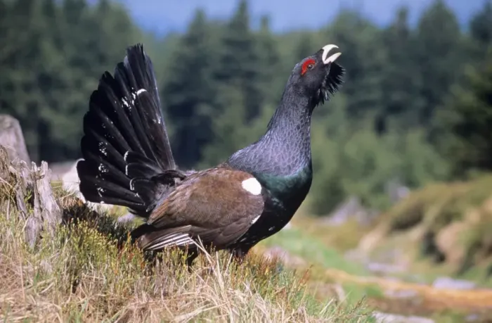 Framed Print : Capercaillie - male displaying Framed Print : Capercaillie - male displaying