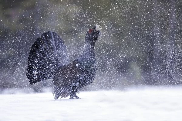 Capercaillie - male displaying creating snow flurry. Kuhmo - Finland
